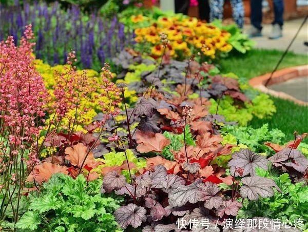 植株|9种比花还美的草，院子里种起来，美如仙境没商量！