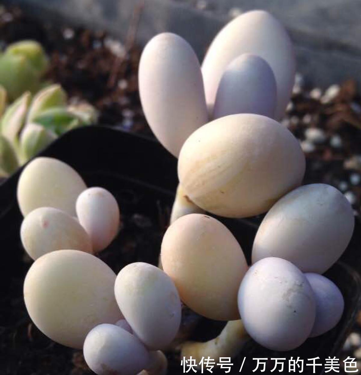 根系|养花试试这款,外形可爱,看着圆润、粉嫩的叶片就是一种享受