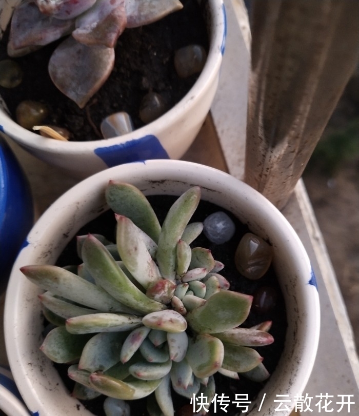 免费的多肉,总是活得特别好