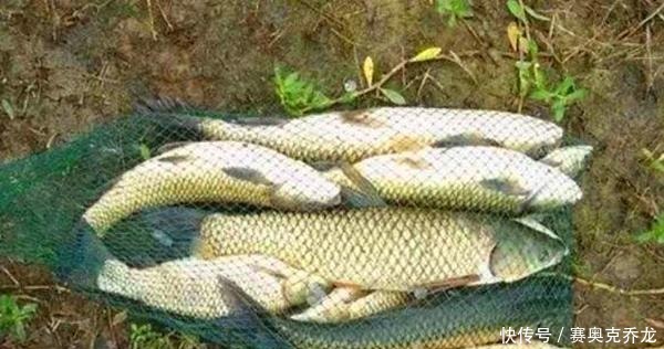 没用|钓鱼技巧:鲜为人知的钓鱼冷知识,看似没用,其实影响了渔获量