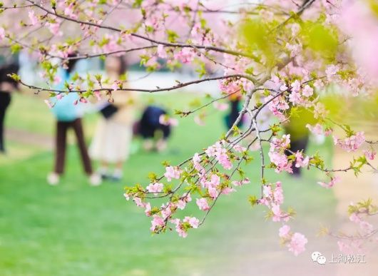 梅花、樱花、玉兰、二月兰……松江早春赏花图鉴来了