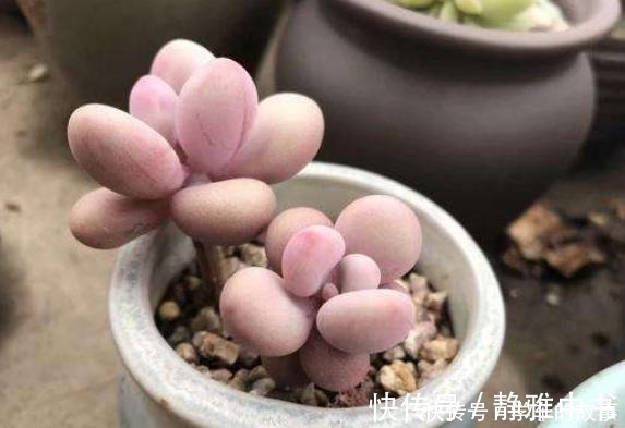 颗粒|种多肉听我的,记住5个关键点,盆盆都成活,个个胖嘟嘟!