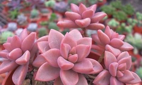 这些多肉不适合叶插，难生根难发芽，新手更是养一盆死一盆