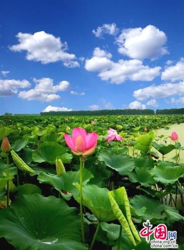 桃花江|手机拍湖南：桃花江，山美水美人更美（图）