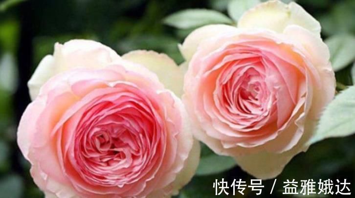 客厅|客厅养上“3种花”,一年四季“开花不断”,开花一茬又一茬