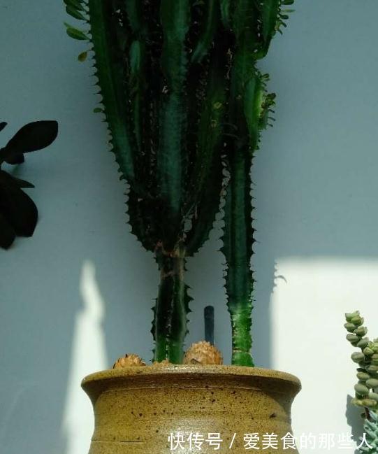 多肉|霸气的龙骨出状况,直接砍头扦插,还能促生成塔型,可谓一举多得