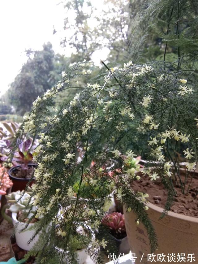 茶叶水、淘米水,多做1步浇花,肥效超高,养花特好