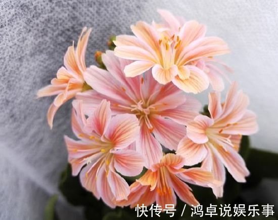 此款花卉,好养易爆盆,晒晒太阳就开花,绚丽夺目