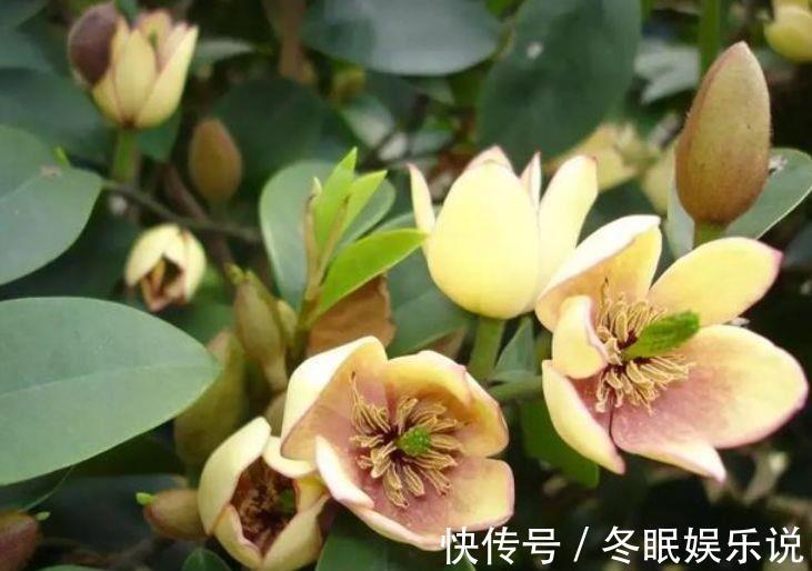 此款花卉,花期200多天,丢盆里猛长,开花多又美