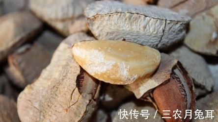 采摘|农村一种野果,每年只能采摘两次,一斤市场上能卖到50块