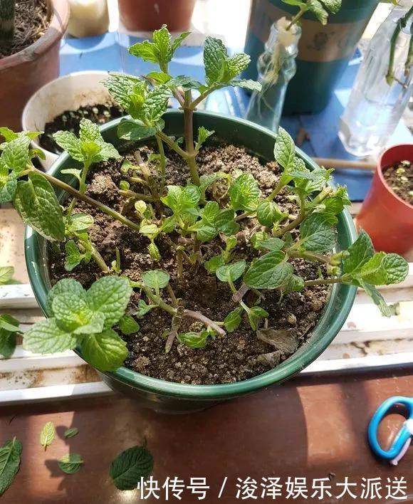 太阳花|咋“折腾”都不死的4种花,越修剪越旺,很难养死