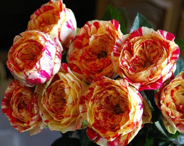 养个品种丰富，很适合夏季养活的花卉，花色好看还好养活