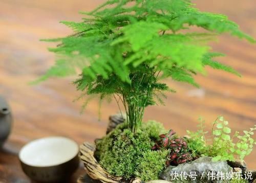 白糖|别再用“白糖”养文竹了,这5点做到位,不黄叶,还开白花