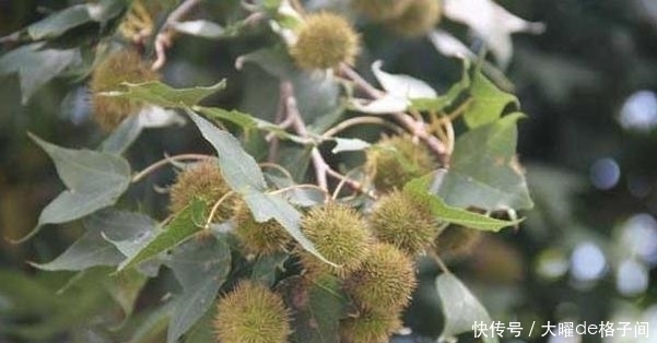 药材|在农村生活数十年,刚知道“路路通”是中药,很多人不认识它