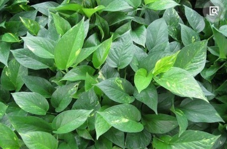 养花|“一片小药片”养啥花都旺,比黄豆水好用10倍,花卉蹭蹭长爆盆