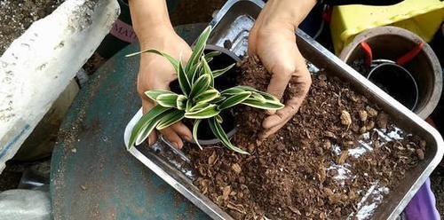 盆里扔2样东西，虫子全死光，叶子油光瓦亮，花苞挂满枝头！