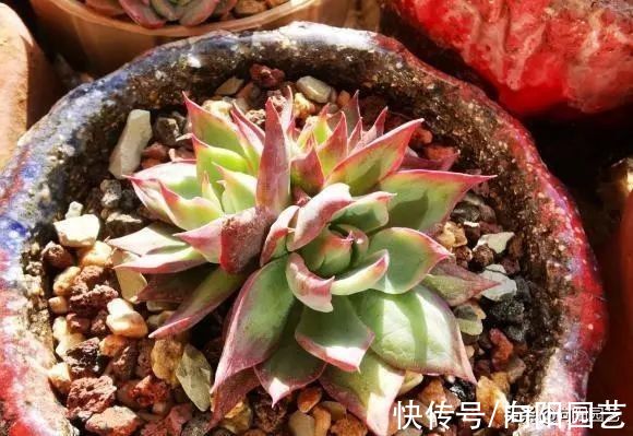 养多肉的4大“误区”,开春养多肉,最好不浇水,干土不烂根