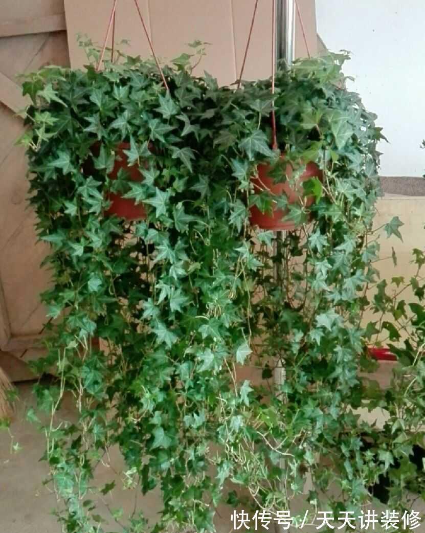 金银花|5种“养人花”,你养着它,它也养着你,家里空气清新,人健康