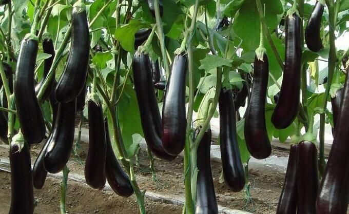 營養(yǎng)|愛美女性推薦常吃三種食物，營養(yǎng)豐富、去除皺紋，有益健康