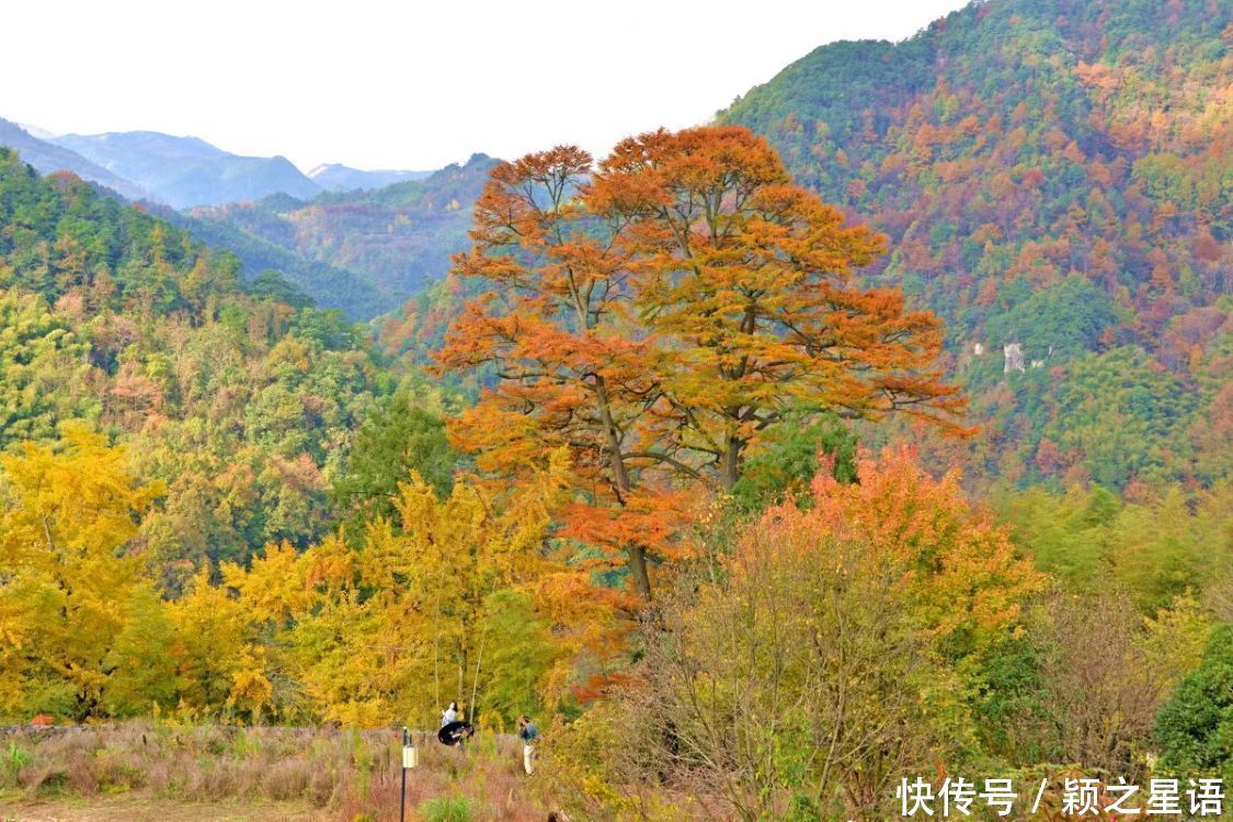  古树|红枫之乡古树成群，两棵金钱松被雷劈，又有两棵金黄参天