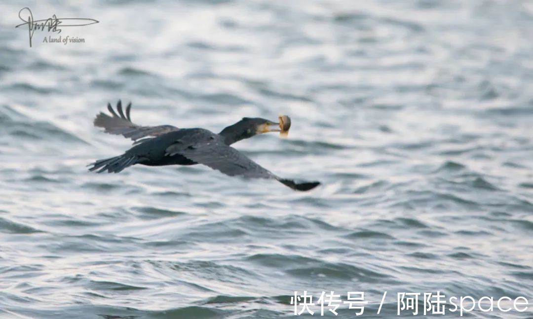 草棚子|西湖银鸥群不知从什么时候起已经消失不见，或许只是换了根据地？