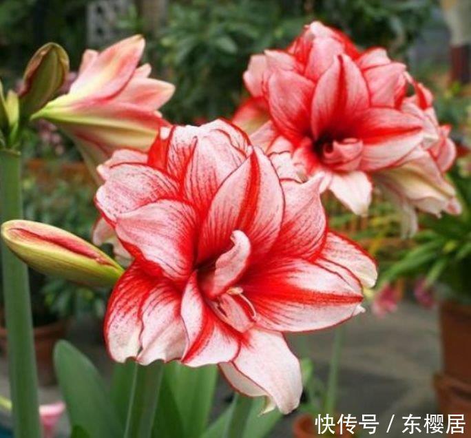 易爆|四种花常年开花易爆盆,被称为花卉界的劳模,谁见了都想养!