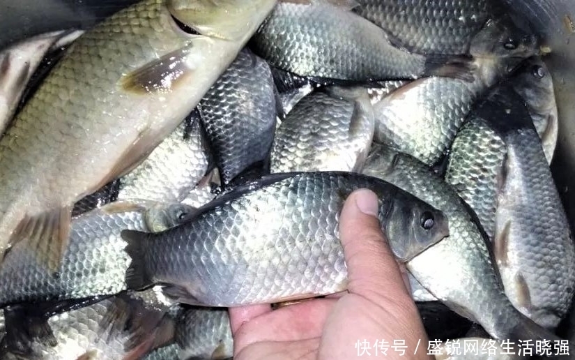 有鱼吃饵,扬竿却不中鱼,做好这些细节,精准抓口鱼难逃