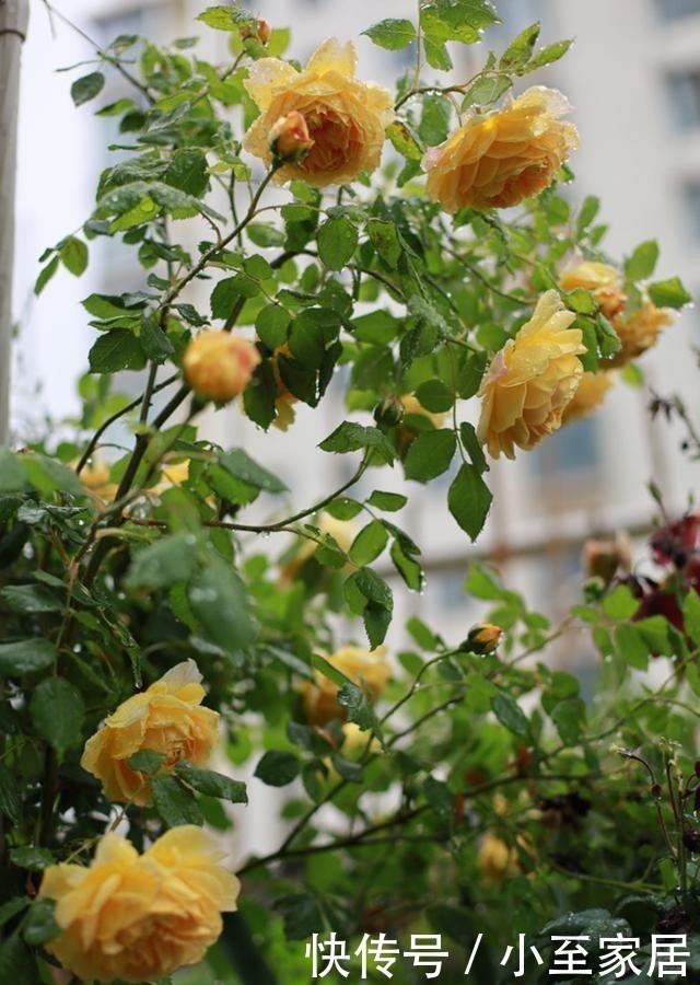 月季花|手把手教你月季花后促笋的方法