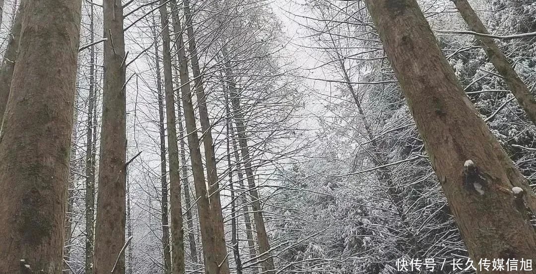 惊艳|惊艳！苍溪九龙山雪景美到cry！