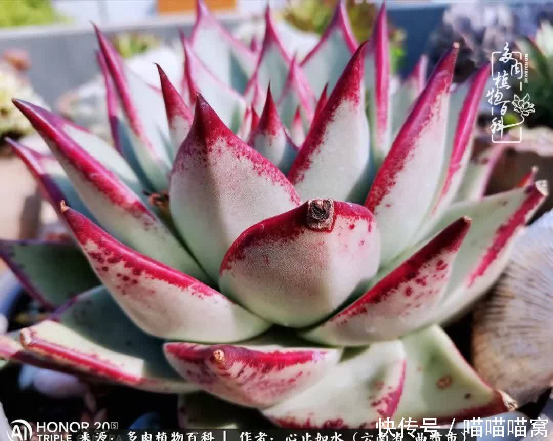 多肉|你是爱,是暖,是希望,你是人间四月天!