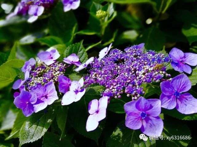 春光明媚，鸡公山风景区喜迎千人团队 踏青赏花 打卡鸡公山