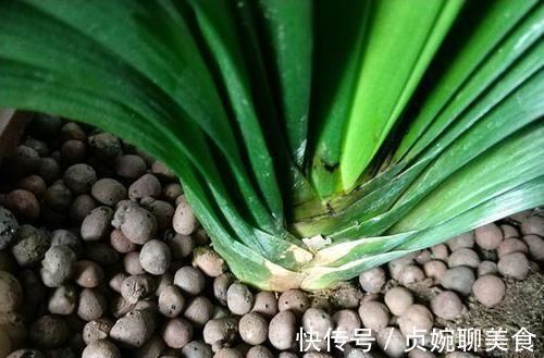 用“土方法”制作的花肥,才是养花“万能肥”,养啥旺啥