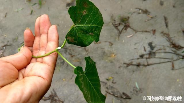 野果|常识：农村叫“老鸹瓢”，童年时的野果，全身是宝，有谁认识？