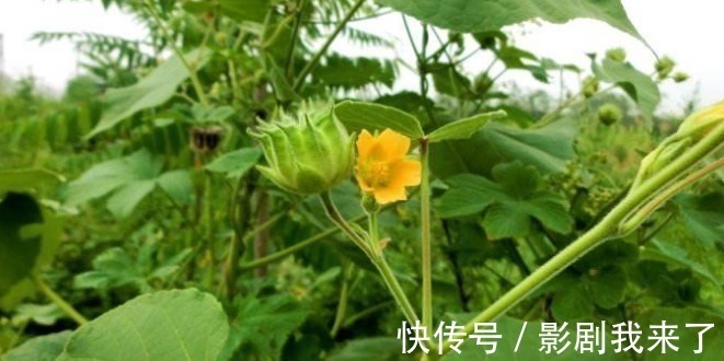 野草|农村生长的一种野草,看到了就采摘,因为在城里是个宝