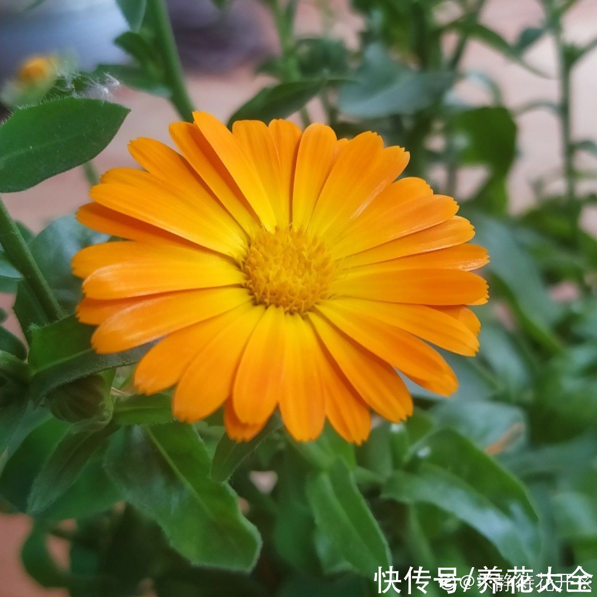 入春的3种菊,10块钱3盆,不打理也能开花