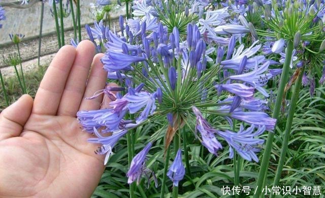 生活中常见的这5种花,看到“开蓝花的”,千万别买,都是骗人的!