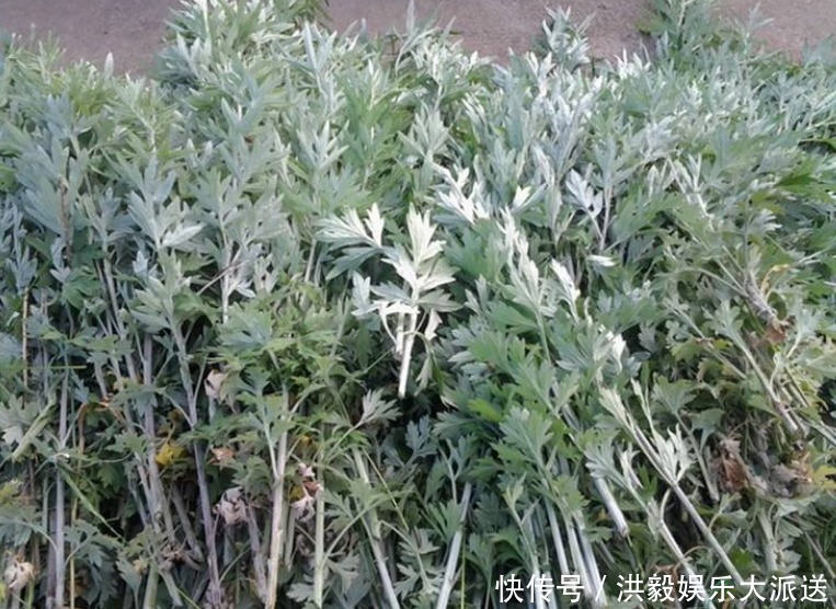 阿姨天天用艾草泡脚，坚持半个月后，身体发生了惊喜的变化
