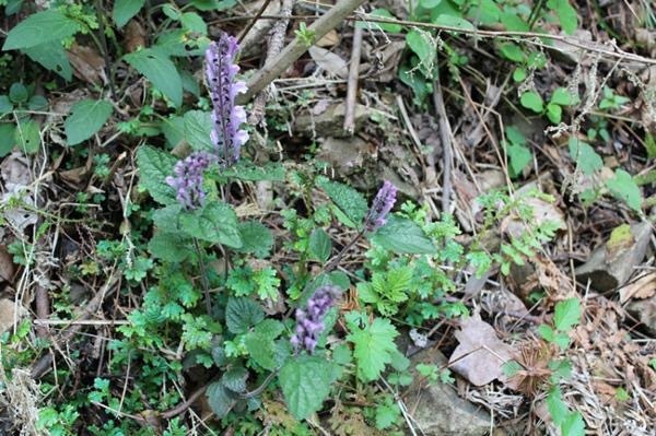 农村|农村平淡无奇的草,曾救过韩信的命,被称为“药王千金”