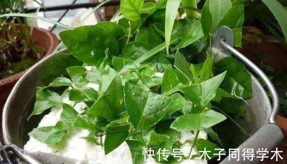 生根|立秋后，建议扦插6种花，温度适宜“利于”生根，成活率高