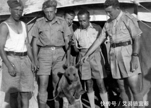 镇定自若|二战唯一一只战斗熊,镇定自若扛起几百斤炮弹,还有军衔和工资卡