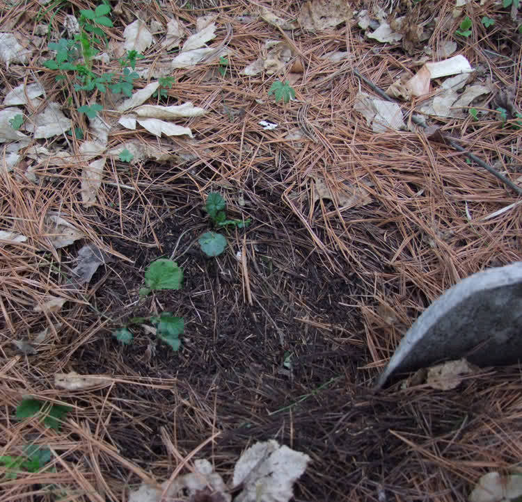 3种“东西”别浪费,路边一大推,一分钱不花,养花效果一级棒