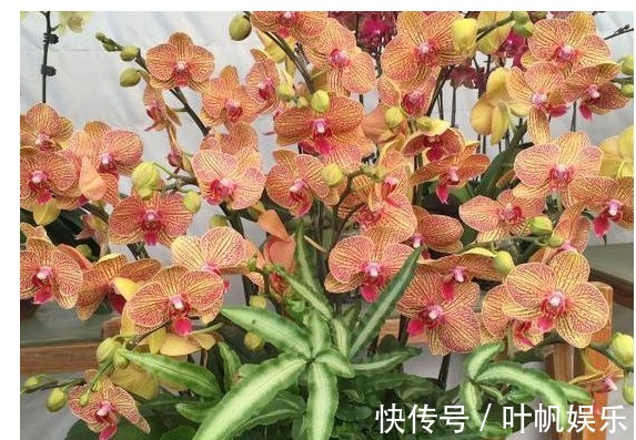 植物|君子兰养了3年都不开花浇水时候兑点“它”，年年开花爆盆