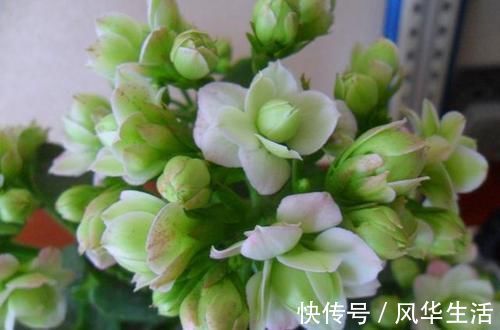 最有仙气的花卉,号称爆盆小能手,花名浪漫,花色珍稀,四季开花