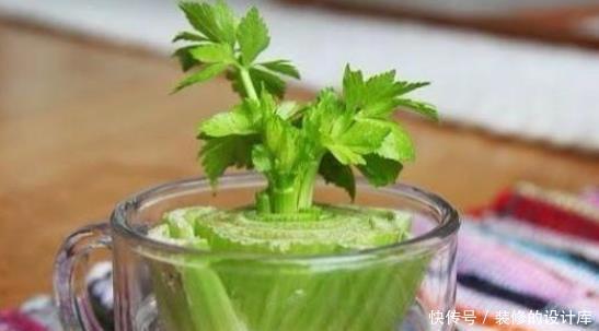 吃剩|还在花钱买绿植?5种吃剩的蔬菜,给点水就能长成盆栽