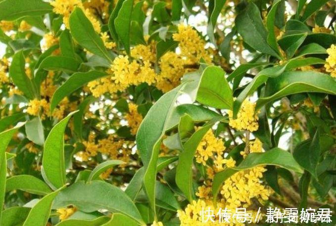 九里香|4种花是“开花大户”，家里养一盆，芳香四溢，年年长势旺