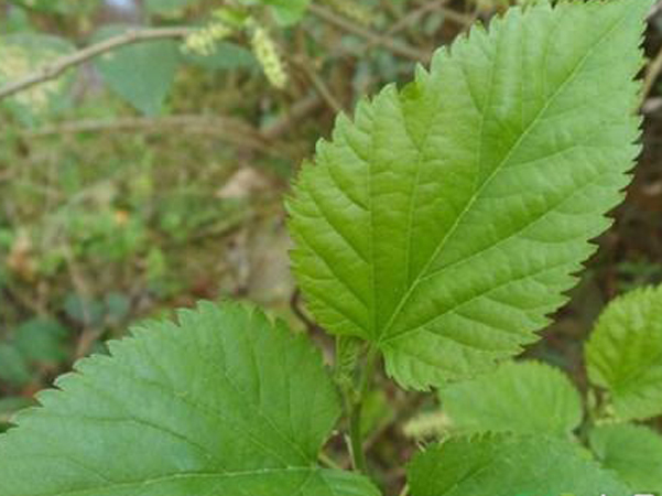 黄褐斑|农村一种常见树叶,对付黄褐斑有奇效,效果好还不花钱!