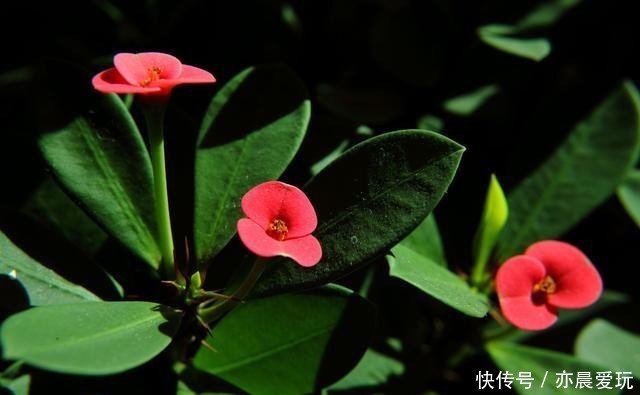 刺梅浇水|冬季在室内养虎刺梅,做好4+1,苗壮花艳更安心