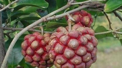 衰老|女性养生,可以多吃3种食物,补足气血,延缓衰老,好处多多