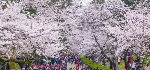 国内“最励志”的樱花胜地，除了娇艳和唯美，更多的是温情与感动