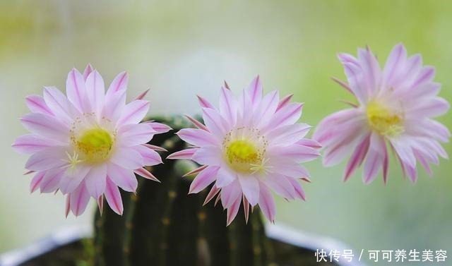 仙人球不开花,学会这样养,满头都是花!